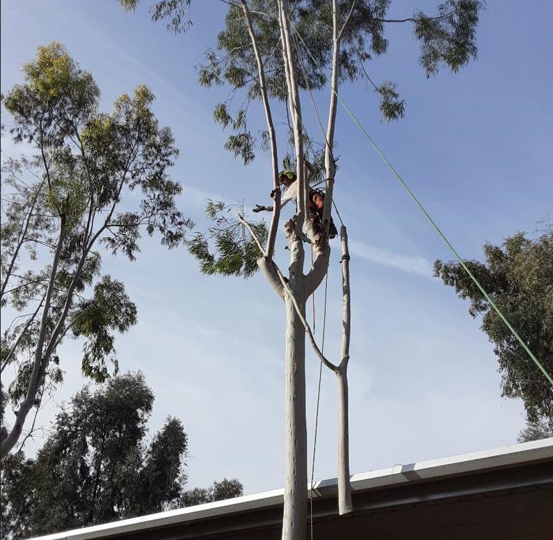 Andy's Tree Service lowers down a branch on a eucalyptus tree