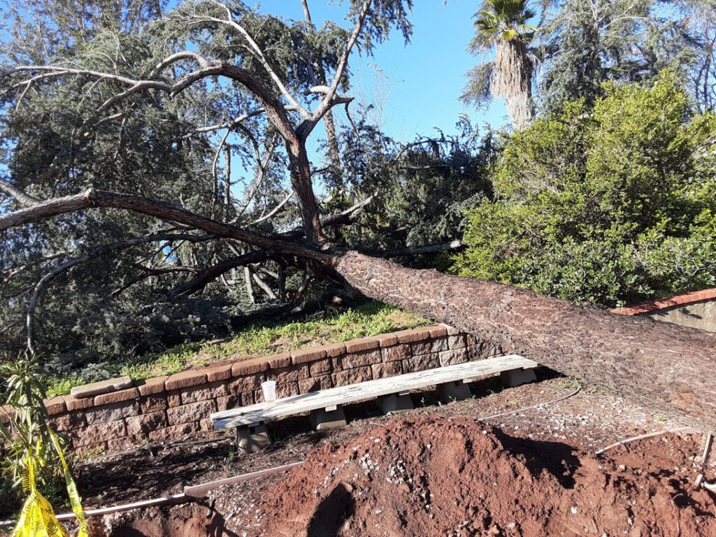 Fallen cedar tree before removal and cleanup by Andy's Tree Service