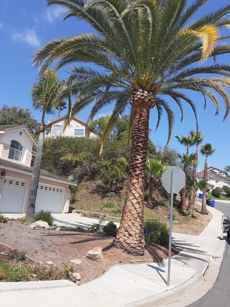 Phoenix Palm after trimming in Rancho Bernardo