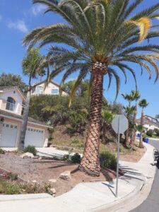 Phoenix Palm after trimming by Andy's Tree Service in Rancho Bernardo