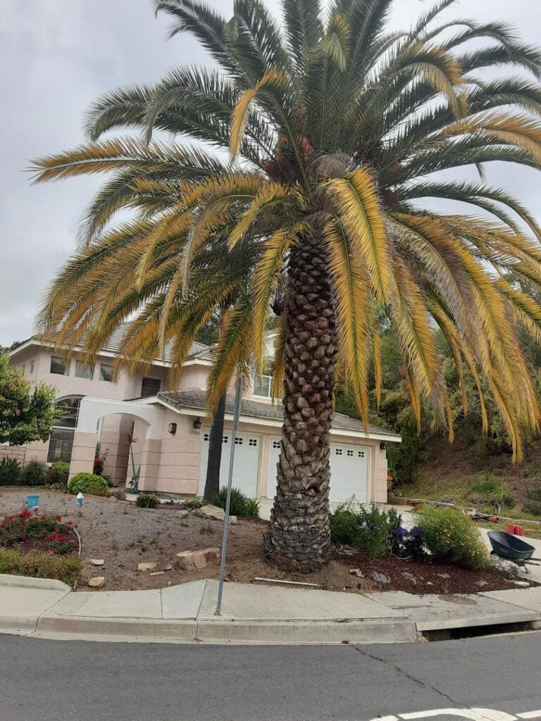 Phoenix Palm before trimming by Andy's Tree Service in Rancho Bernardo