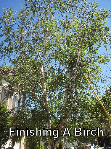 Birch tree after trimming by Andy's Tree Service, in Escondido