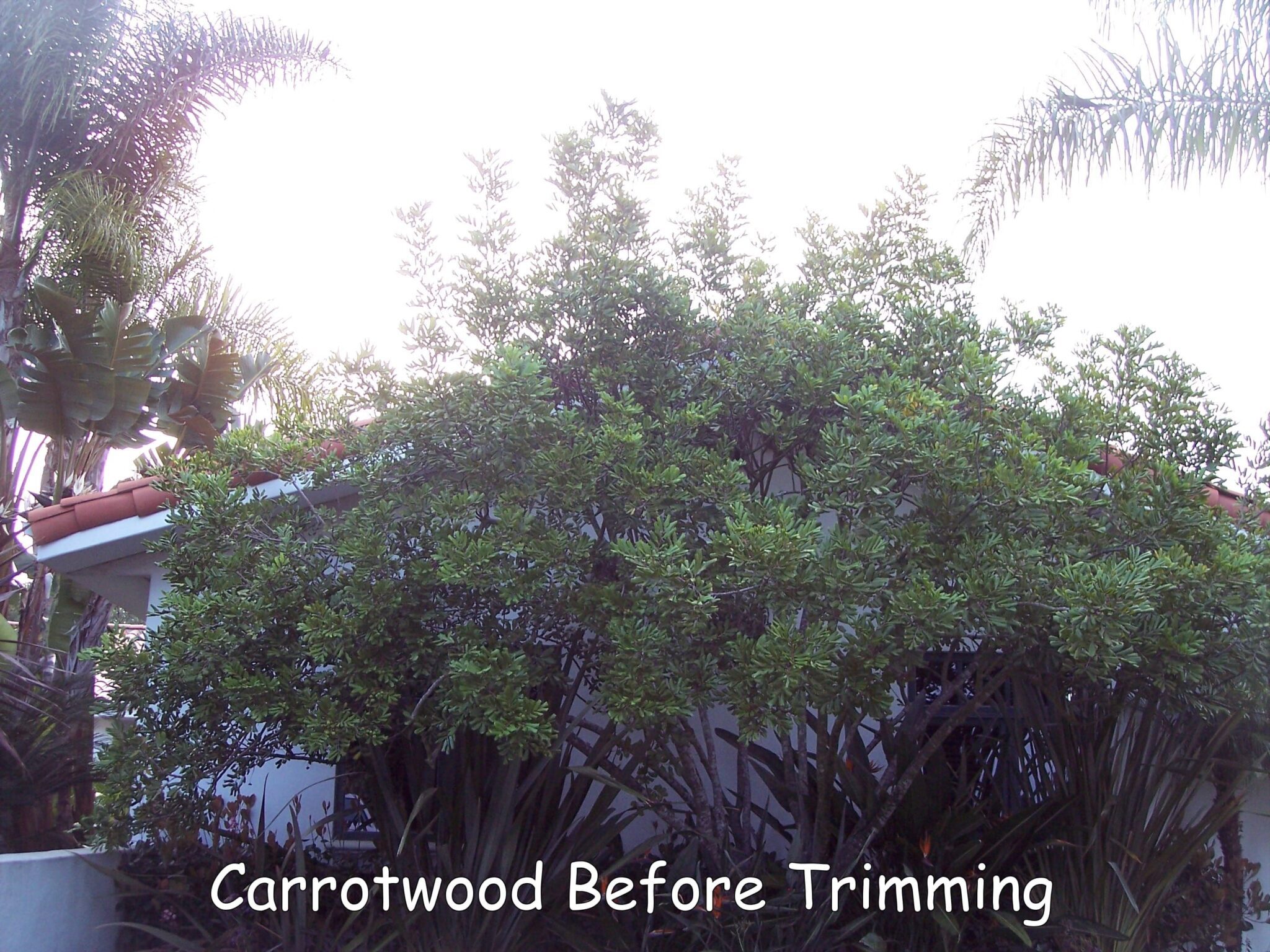 Carrotwood tree before trimming by Andy's Tree Service, in Hidden Meadows