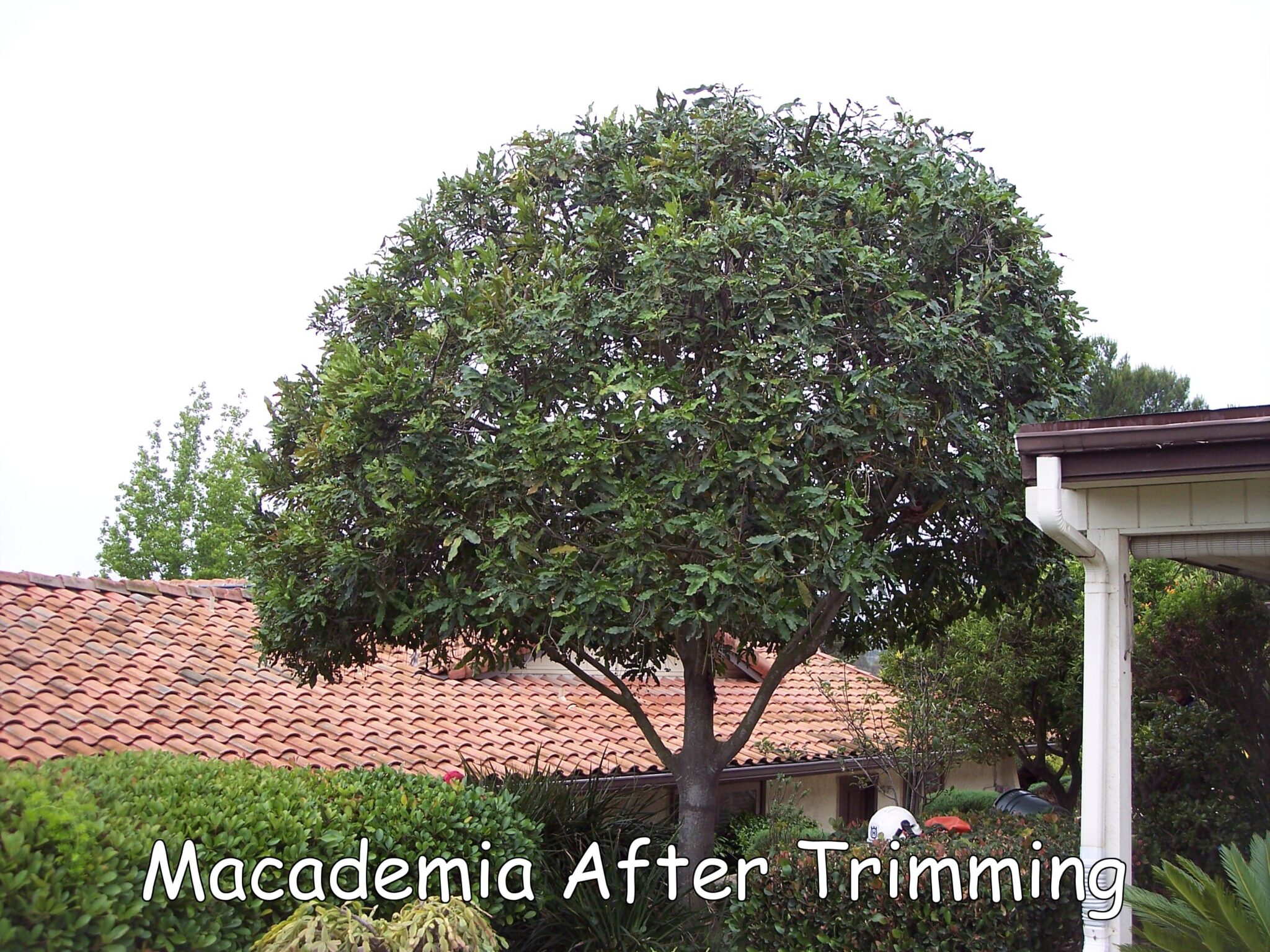 Macadamia tree after trimming by Andy's Tree Service, in Hidden Meadows