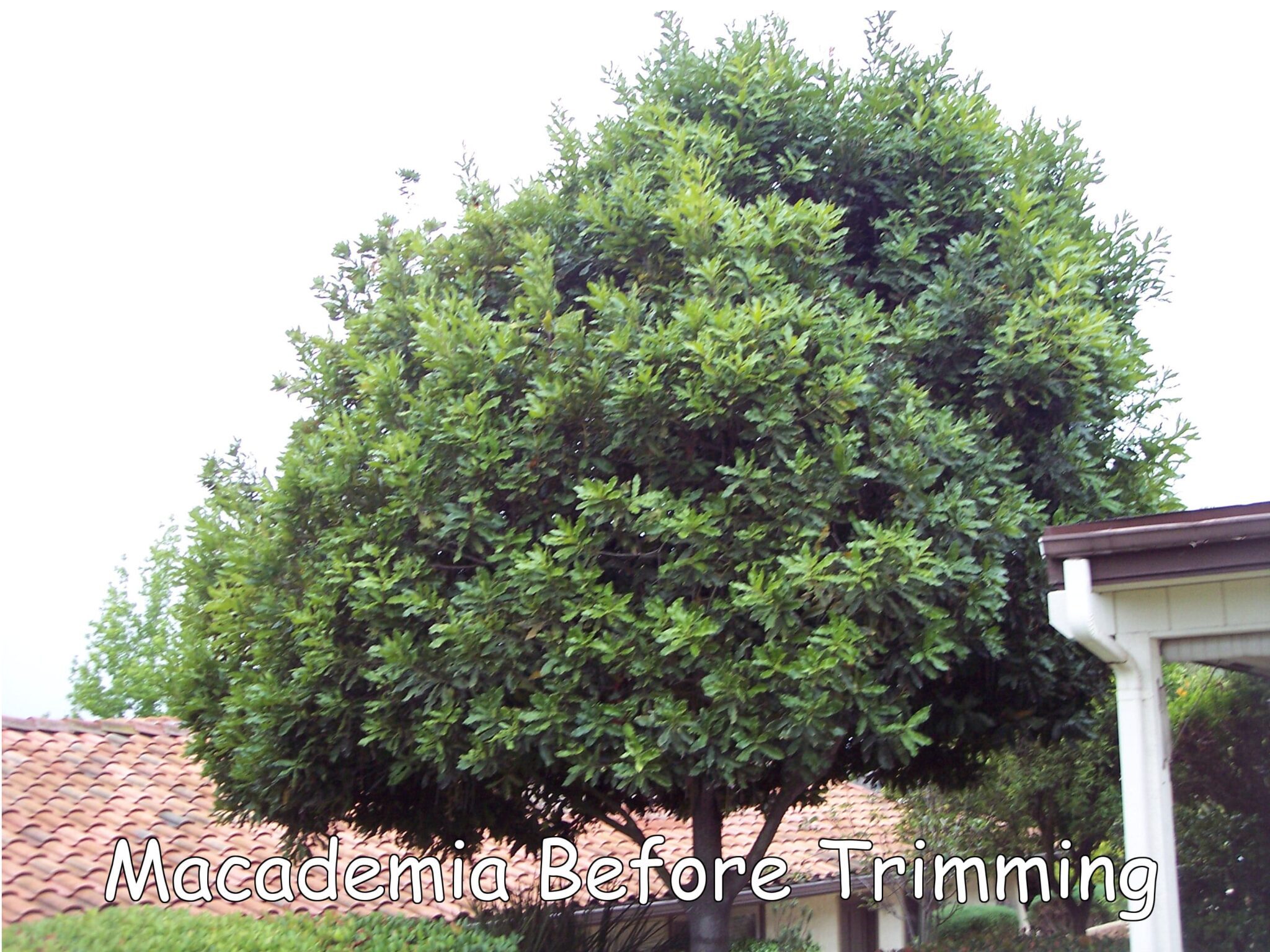 Macadamia tree before trimming by Andy's Tree Service, in Hidden Meadows