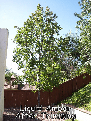 Liquid Amber tree after trimming by Andy's Tree Service, in San Marcos