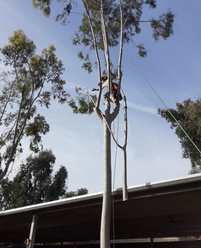 Eucalyptus "head" cut off and pulled to safety by Andy's Tree Service in Escondido CA