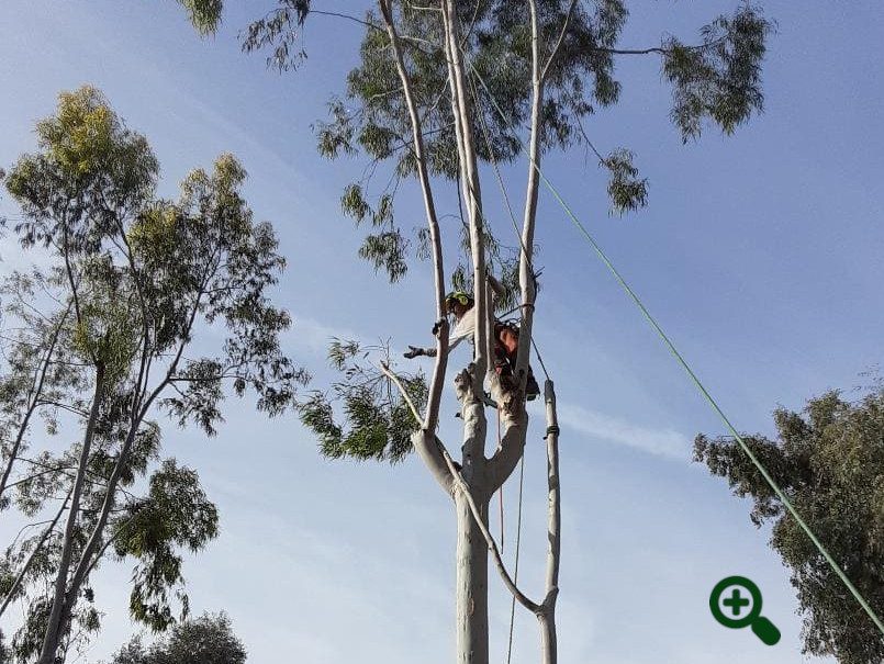 Andy's Tree Service lowers down a branch on a eucalyptus tree