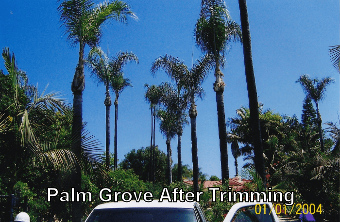 Palm trees after trimming by Andy's Tree Service, in Escondido