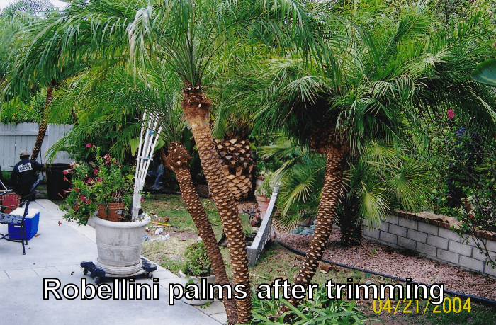 Robellini Palm after trimming
