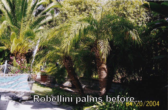 Robellini Palm before trimming