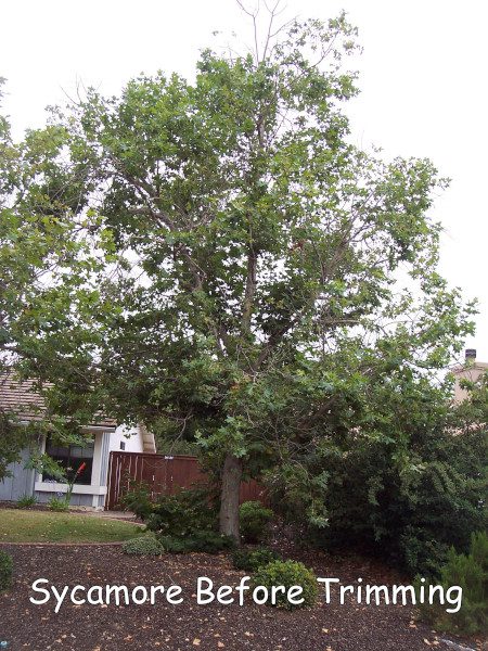 Sycamore tree before trimming by Andy's Tree Service, in Poway