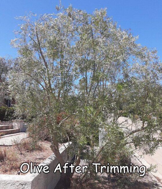 Olive tree before trimming by Andy's Tree Service, in Hidden Meadows