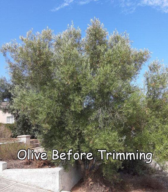 Olive tree before trimming by Andy's Tree Service, in Hidden Meadows