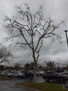 sycamore tree in winter
