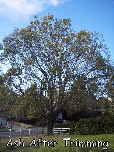 Ash tree after trimming by Andy's Tree Service in Escondido