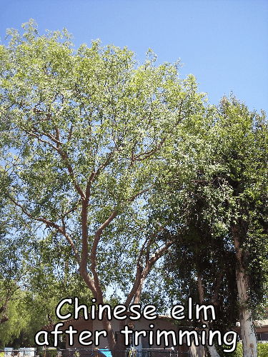 Chinese Elm tree after trimming by Andy's Tree Service, in Escondido