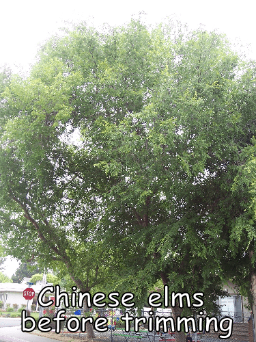 Chinese Elm tree before trimming by Andy's Tree Service, in Escondido