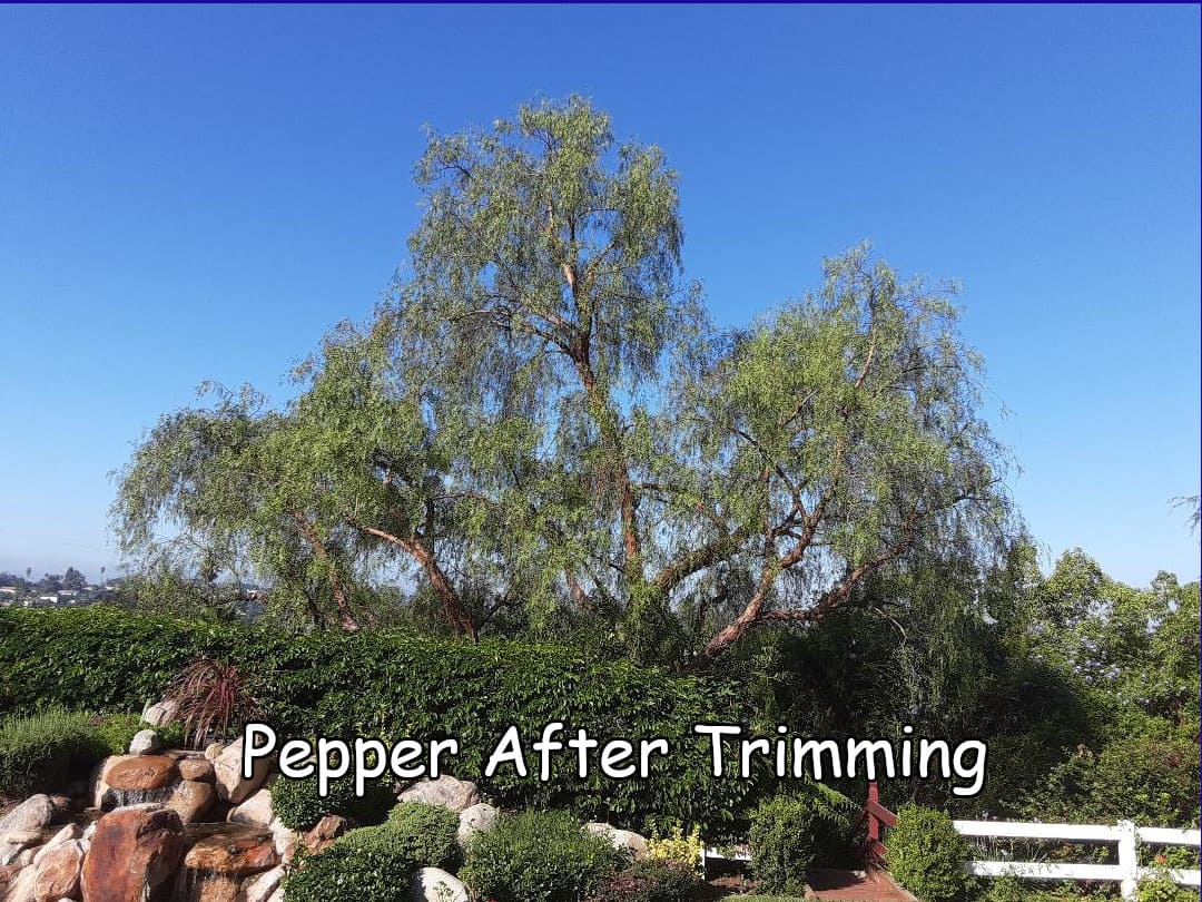 California Pepper tree after trimming by Andy's Tree Service, in Escondido