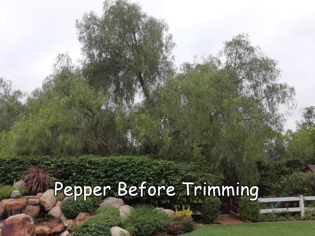 California Pepper tree before trimming by Andy's Tree Service, in Escondido