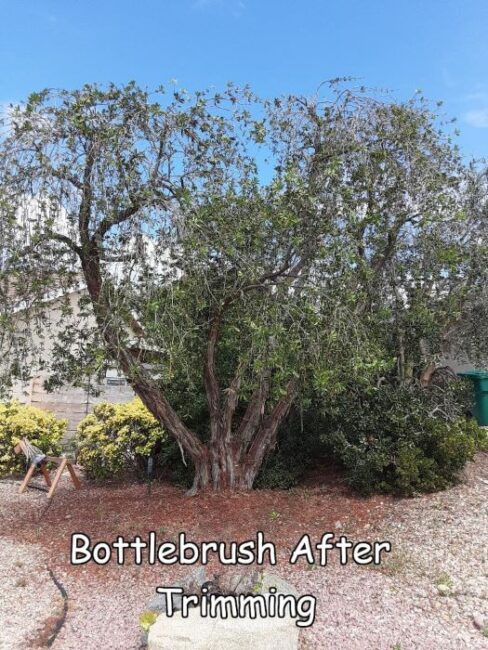 Bottlebrush tree after trimming by Andy's Tree Service, in Poway