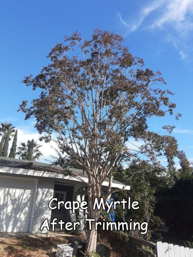 myrtle after 1 captioned