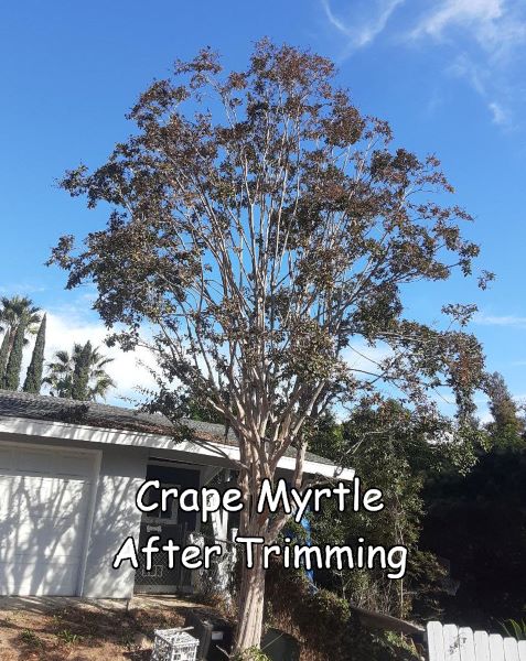 Crape Myrtle tree after trimming by Andy's Tree Service, in Escondido