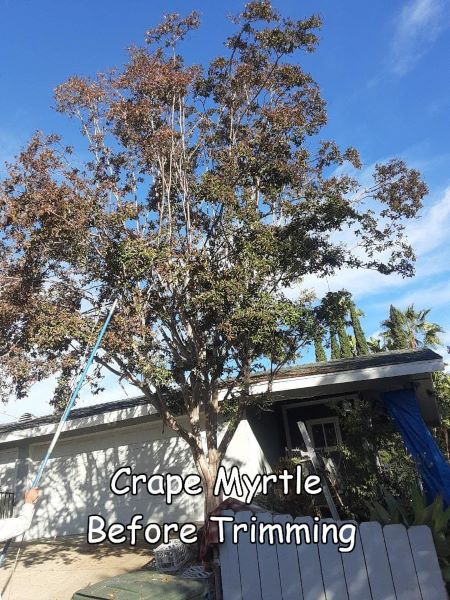 Crape Myrtle tree before trimming by Andy's Tree Service, in Escondido