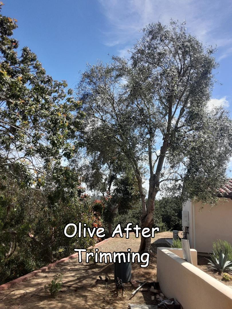 Olive tree after trimming by Andy's Tree Service, in Rancho Santa Fe