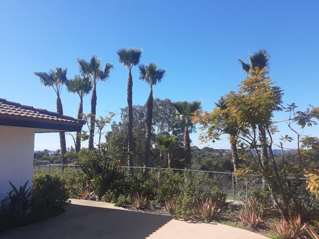 Palms After Trimming