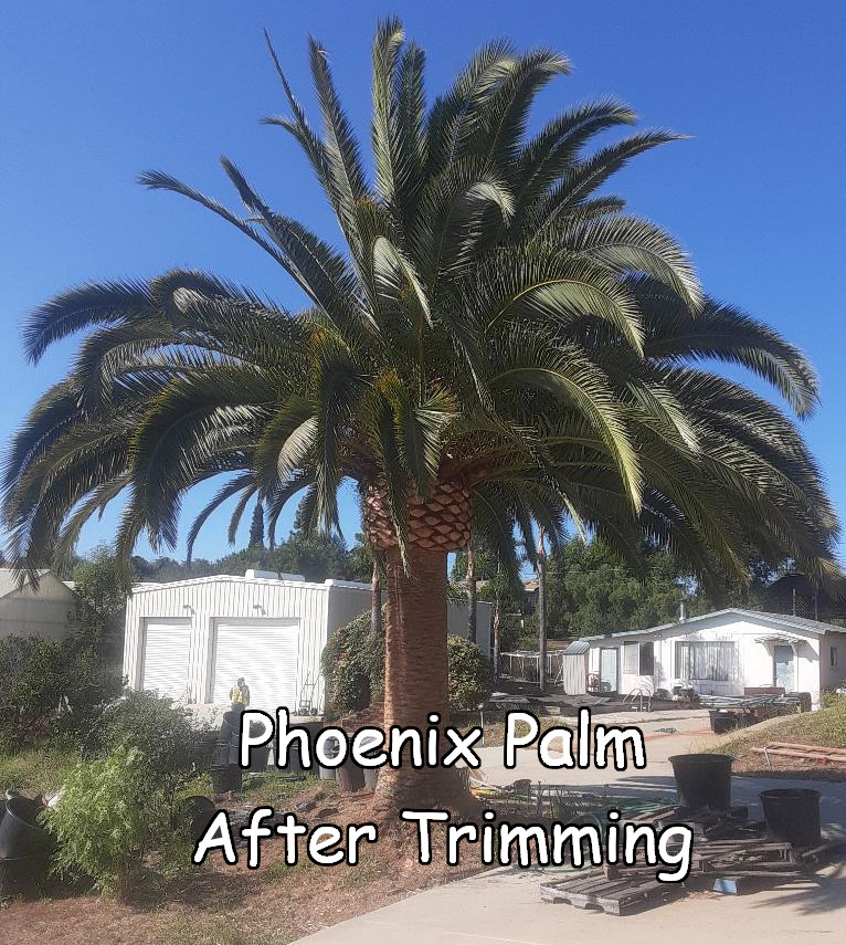 Phoenix Palm after trimming by Andy's Tree Service, in Fallbrook