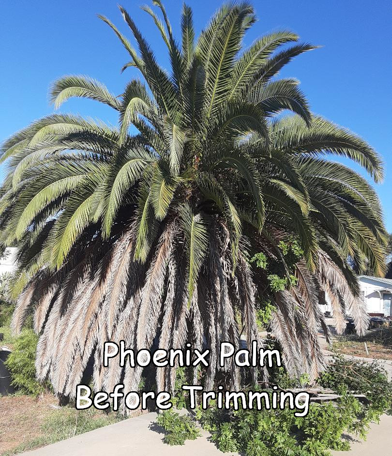 Phoenix Palm before trimming by Andy's Tree Service, in Fallbrook
