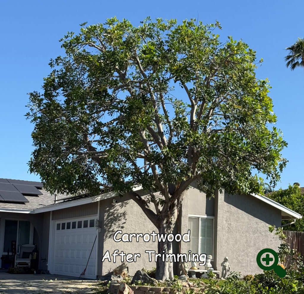 Carrotwood after trimming by Andy's Tree Service in Escondido CA