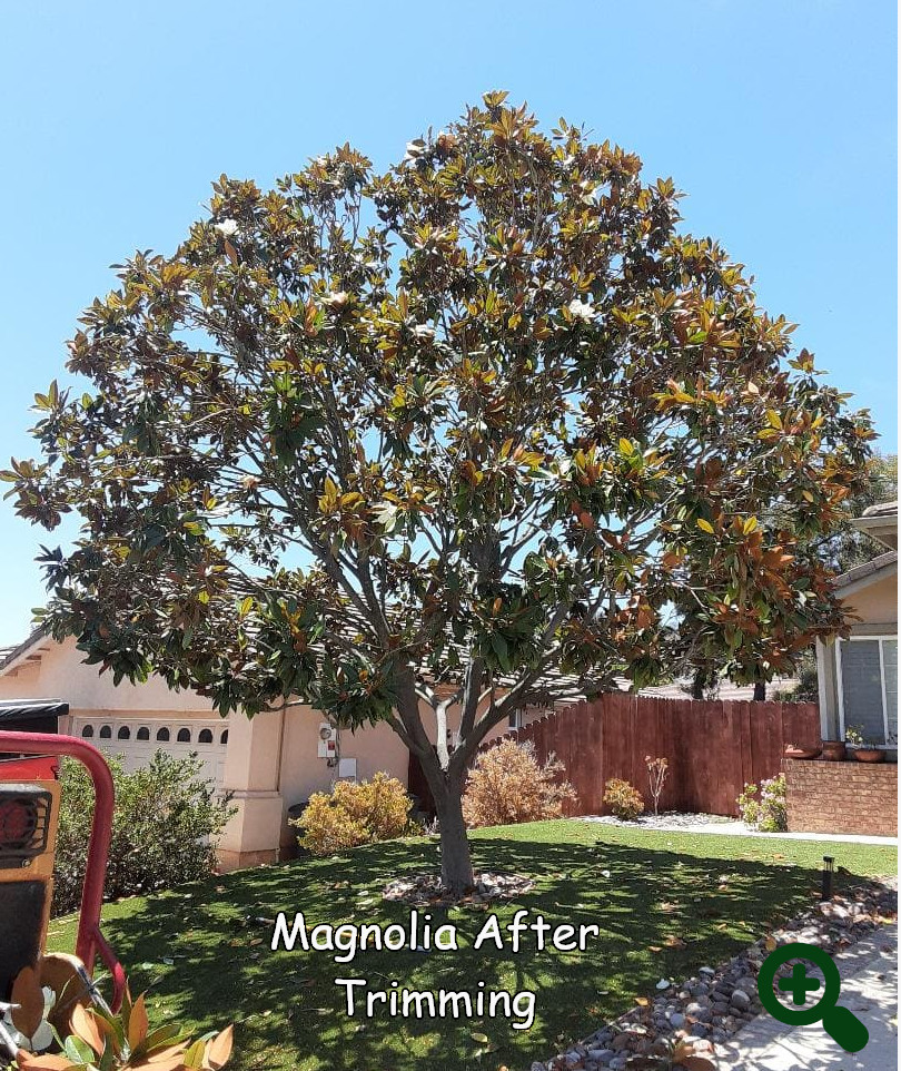 Magnolia Tree after trimming, by Andy's Tree Service in Escondido