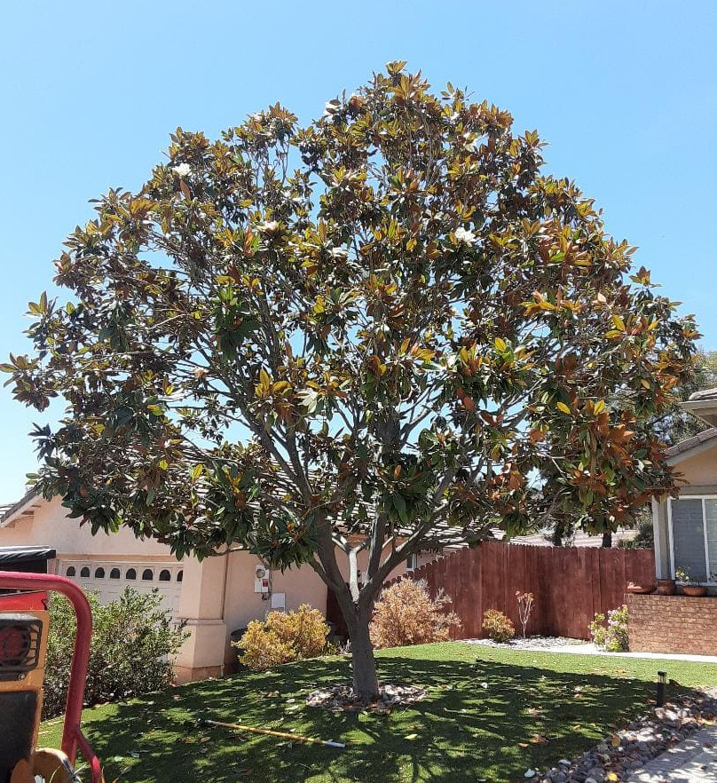 Magnolia after trimming by Andy's Tree Service in Escondido