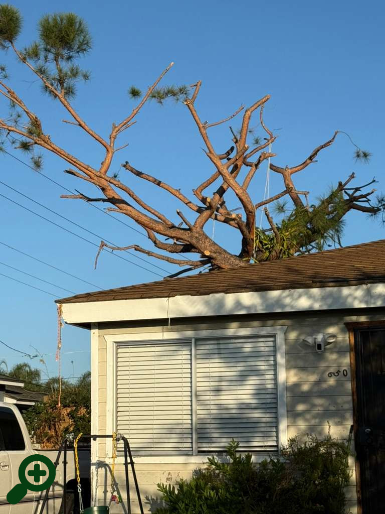 Stone Pine topped in Escondido