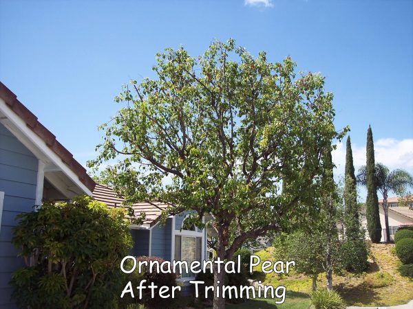 Ornamental pear after trimming