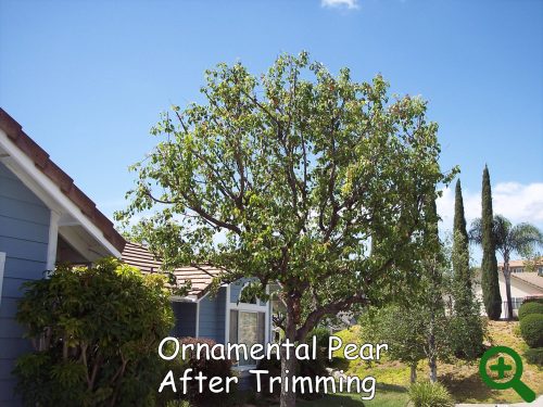 Ornamental Pear after trimming by Andy's Tree Service, in Escondido