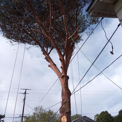 Pine Tree that is half removed
