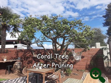 Coral tree after pruning by Andy's Tree Service, in Escondido