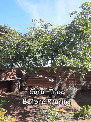 coral before 1captioned no zoom