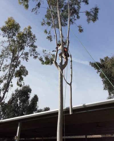 Eucalyptus "head" cut off and pulled to safety by Andy's Tree Service in Escondido CA