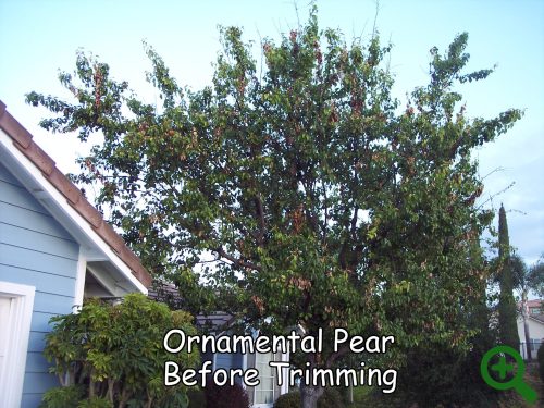 Ornamental Pear before trimming by Andy's Tree Service, in Escondido