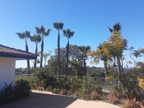 Palms After Trimming