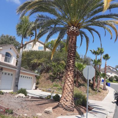 Phoenix Palm after trimming by Andy's Tree Service in Rancho Bernardo