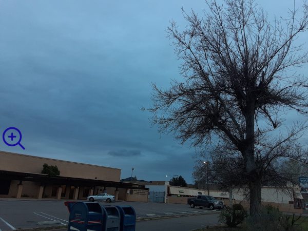 Tree topped now dormant in winter