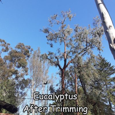 shed-after-2-texted1[1]