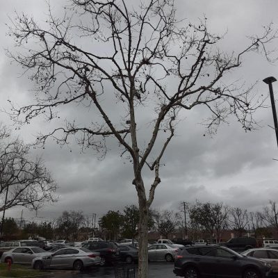 sycamore tree in winter