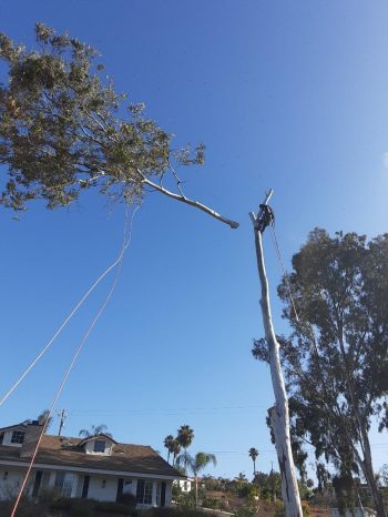 Eucalyptus "head" cut off and pulled to safety by Andy's Tree Service in Escondido CA